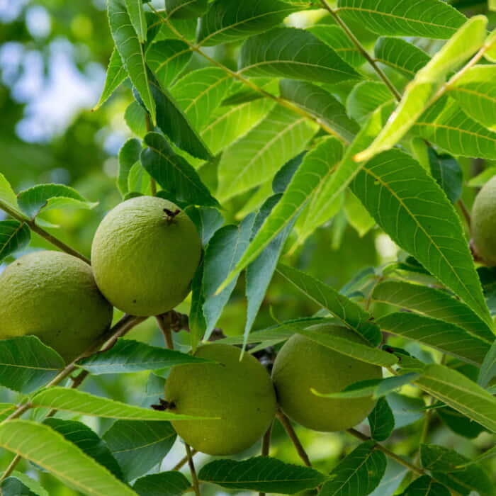 Schwarze Walnuss (Juglans Nigra) Steinbach Baumschulen in Blaufelden