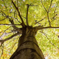 Orient Buche (Fagus orientalis)
