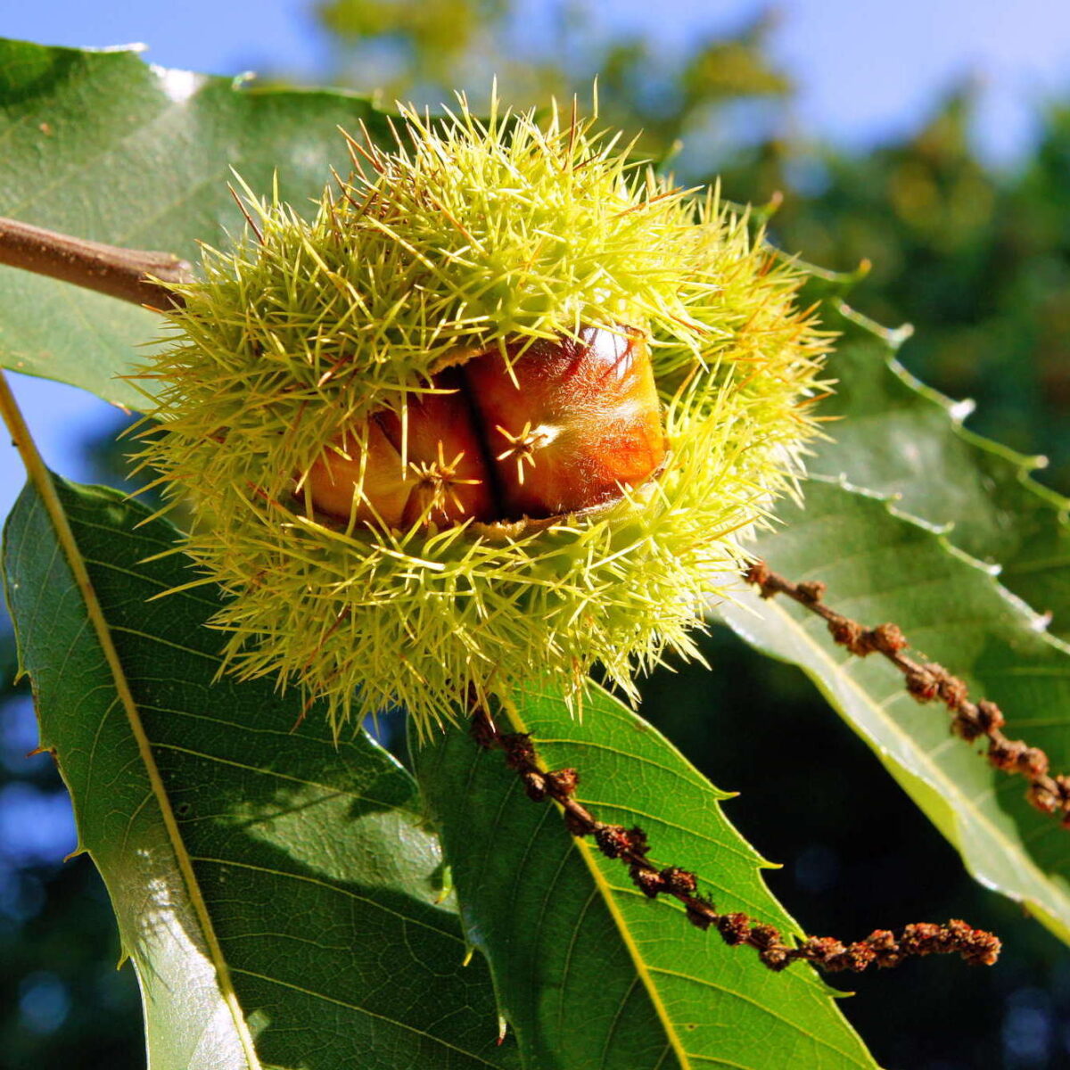EssKastanie (Castanea Sativa) Steinbach Baumschulen in Blaufelden