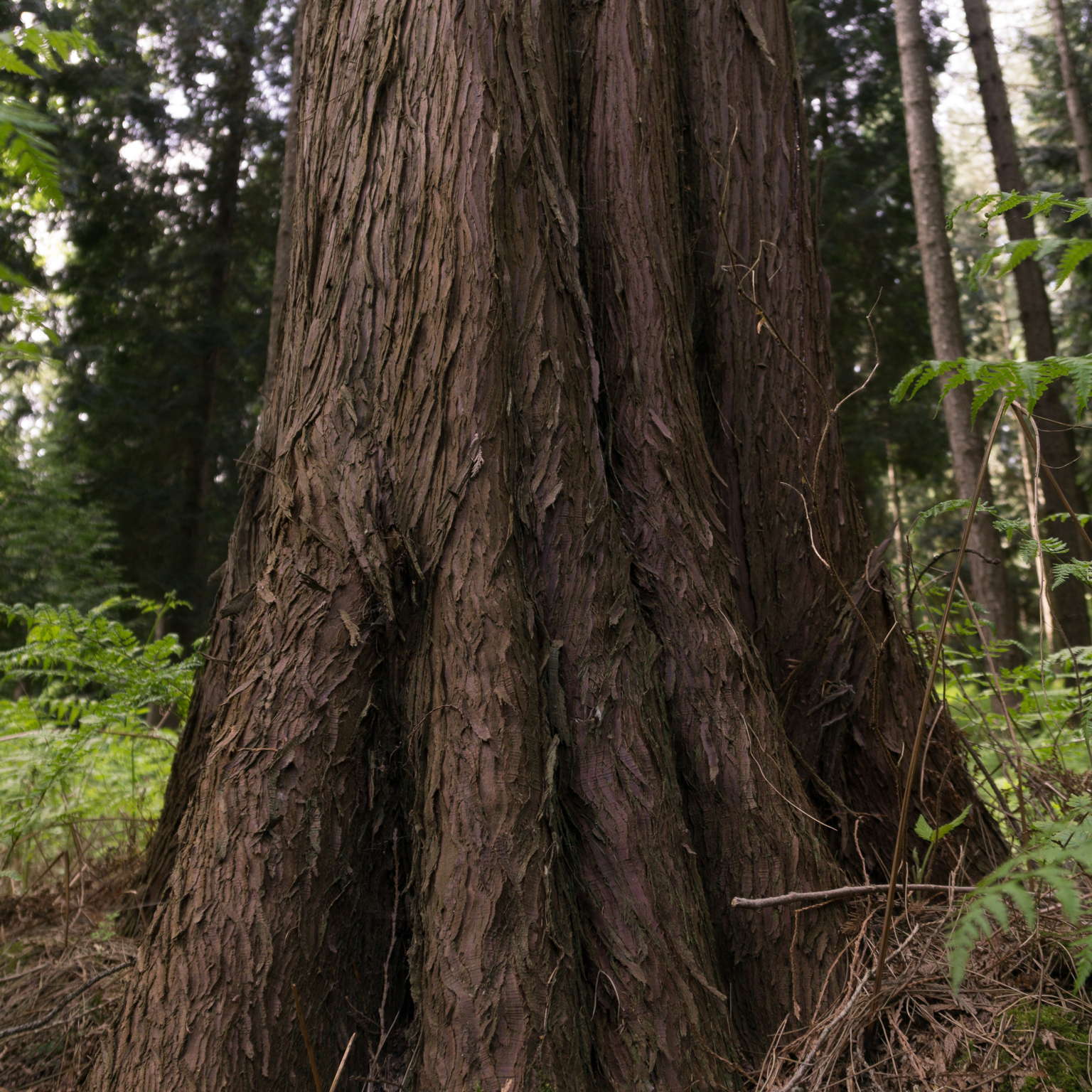 Riesenlebensbaum (Thuja plicata) - Steinbach Baumschulen in Blaufelden
