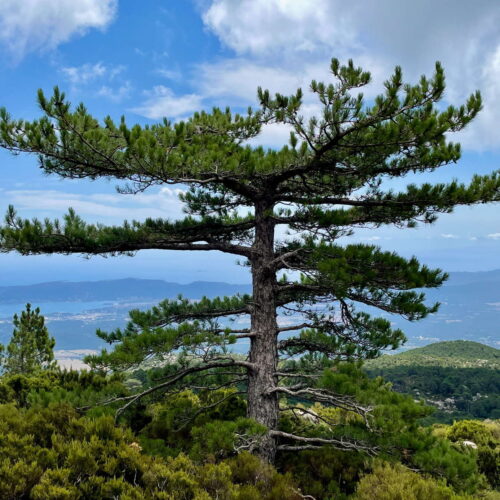 Korsische Kiefer (Pinus nigra corsicana)
