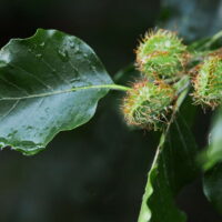 Orient Buche (Fagus orientalis) – Bild 2