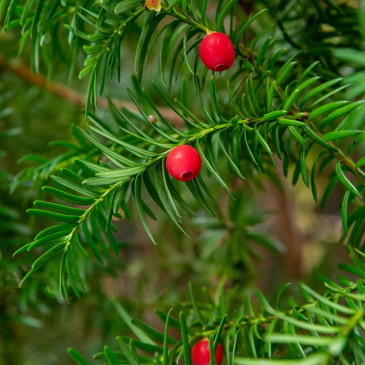 Eibe (Taxus baccata)
