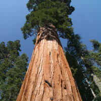 Küstenmammutbaum (Sequoia sempervirens)