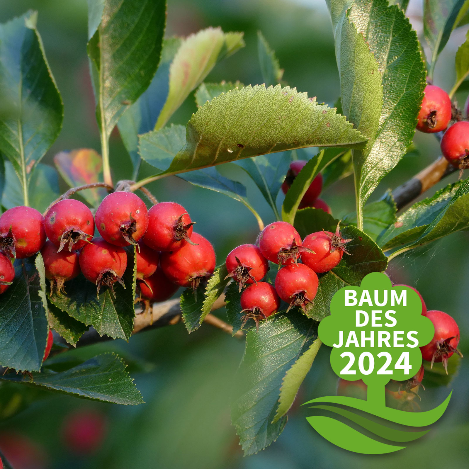 Mehlbeere (Sorbus aria)