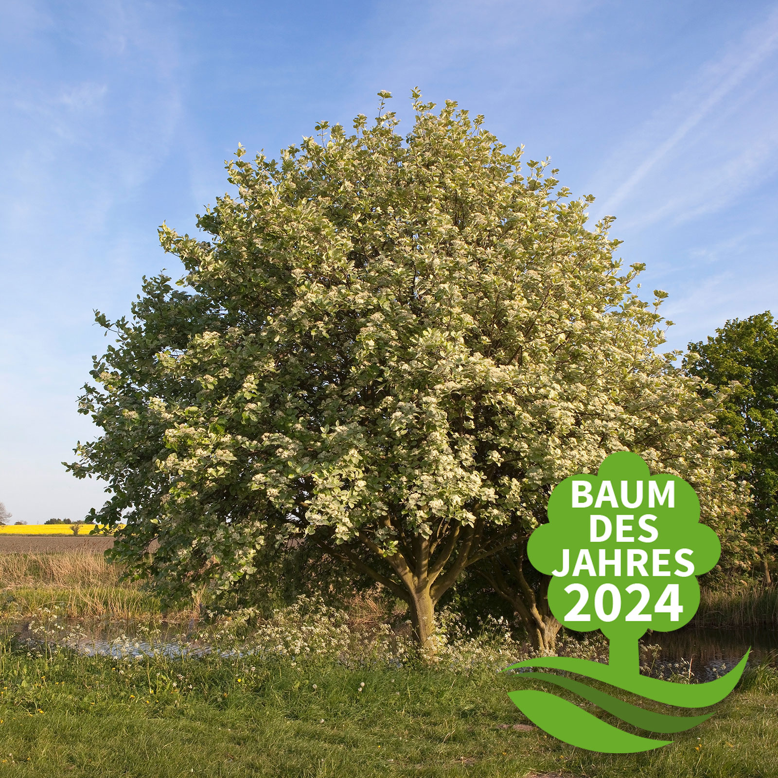 Mehlbeere (Sorbus aria) – Bild 2