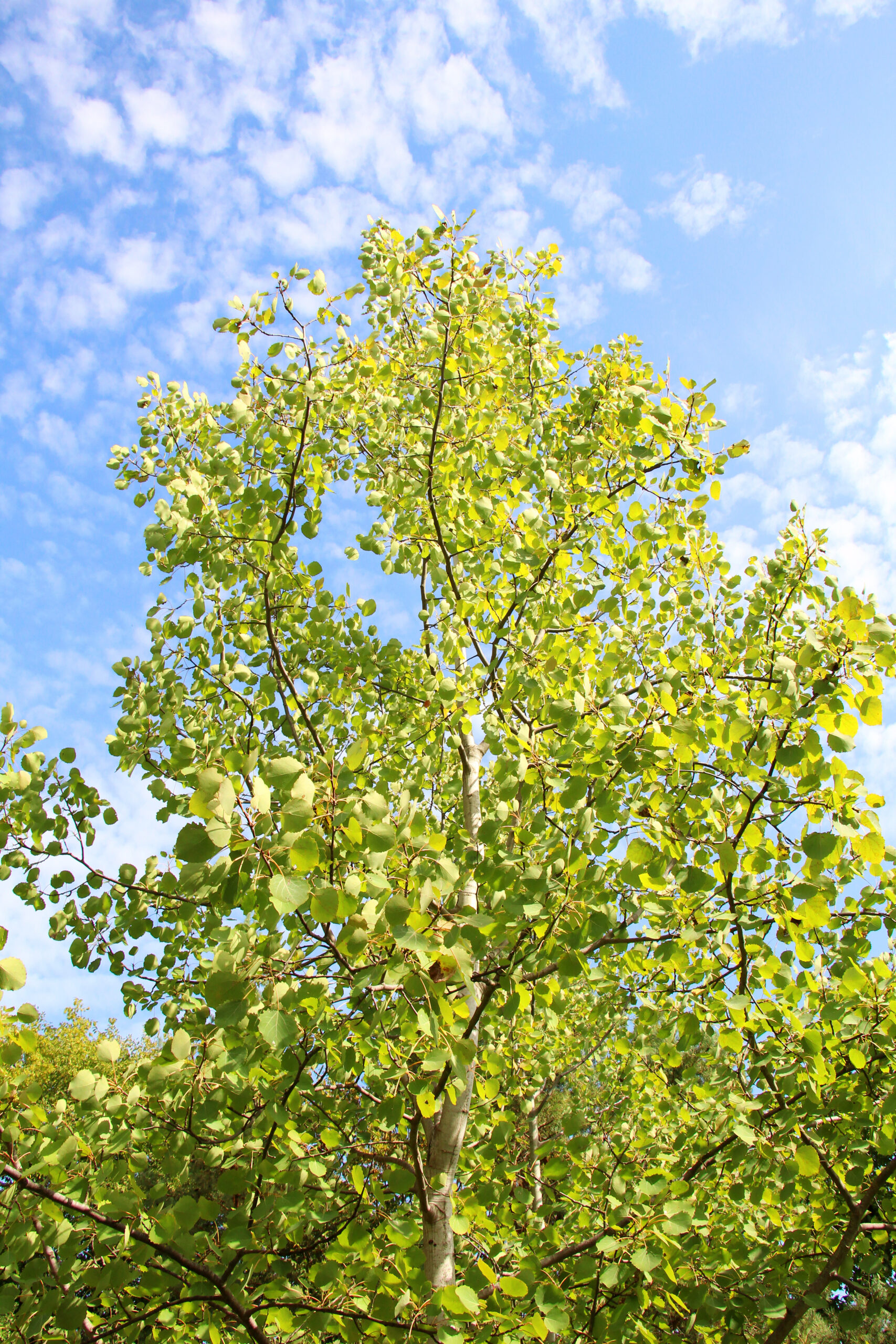 Zitterpappel / Espe (Populus tremula)