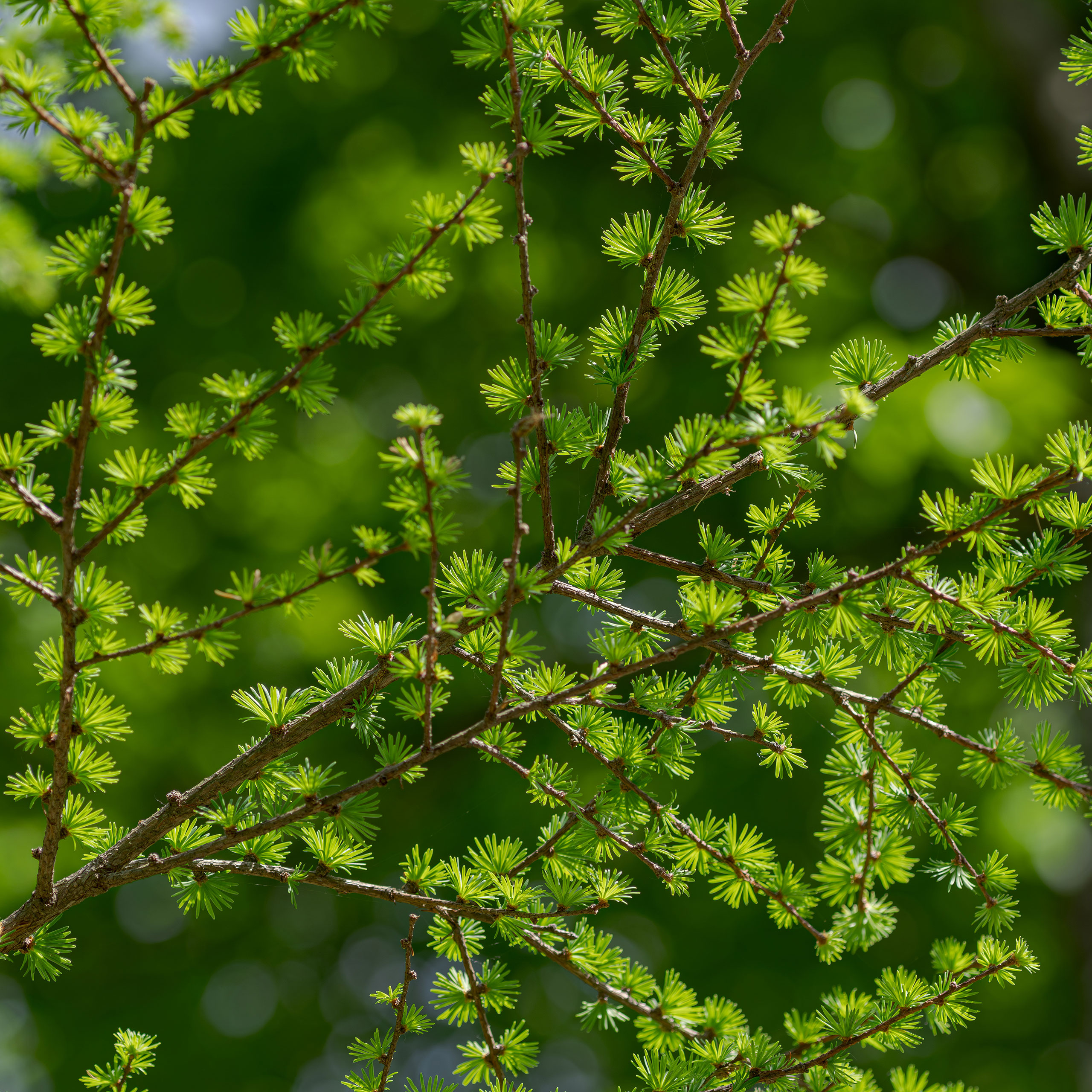Hybridlärche (Larix eurolepis)