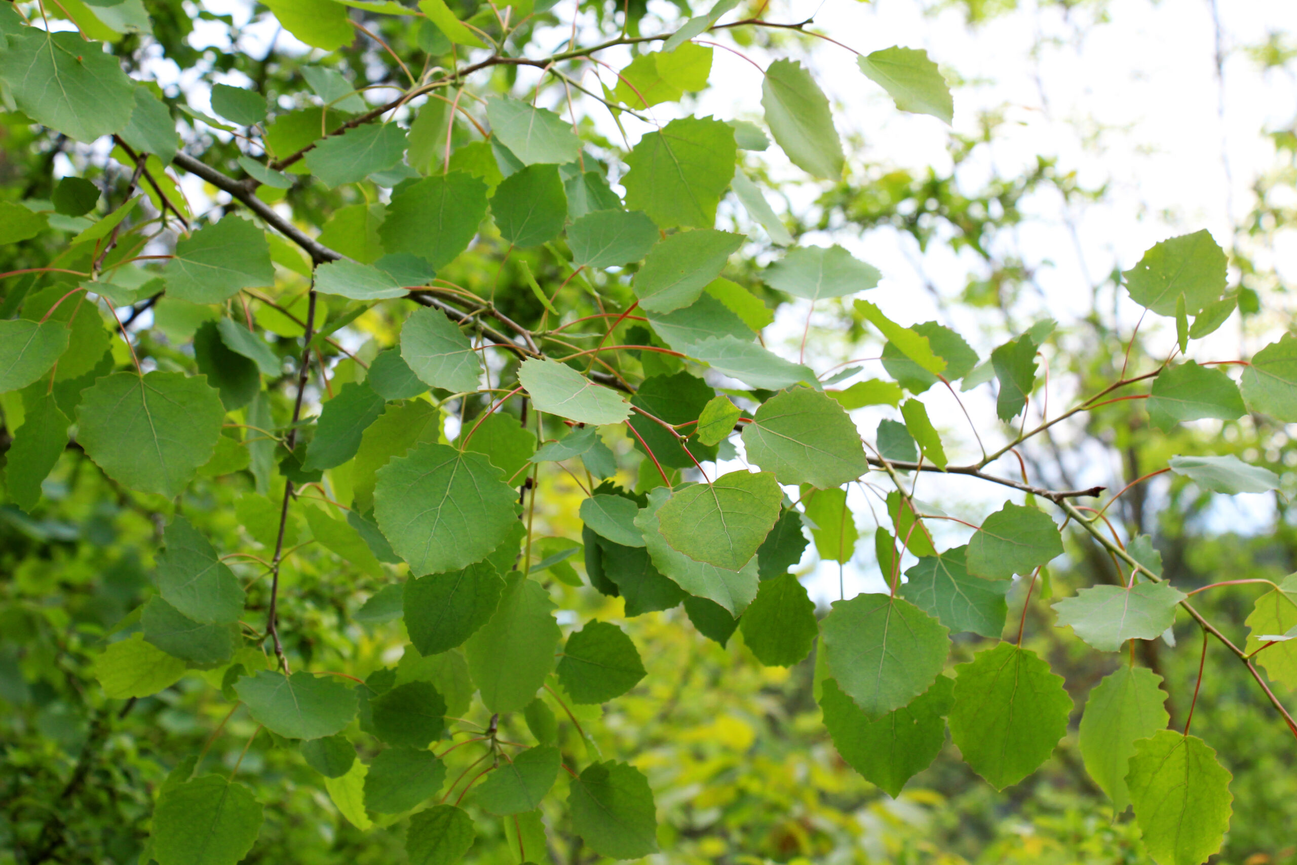 Zitterpappel / Espe (Populus tremula) – Bild 2