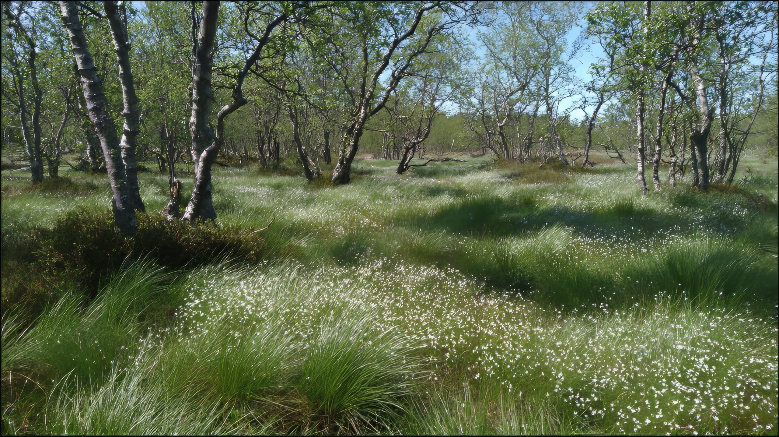 Moorbirke (Betula pubescens)